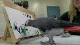 Echo the painting parrot