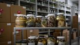University of Michigan snake collection largest in world after Oregon State donation