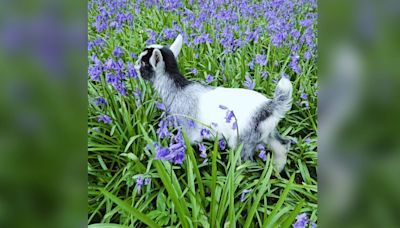 Baby pygmy goats stolen from farm