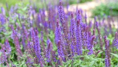 Alan Titchmarsh’s 1 vital task to keep lavender blooming and prolong their life