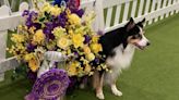 Westminster dog show 2024 names obedience champion, Zayne the border collie