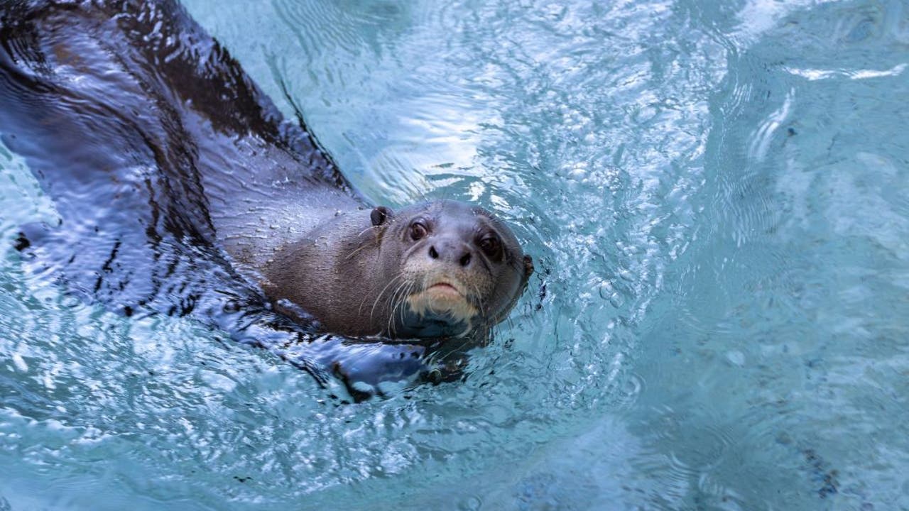 LA Zoo sends giant otter to Argentina for breeding program