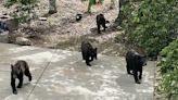 Bear sightings continue in the Upstate: Check out this mama and her cubs