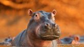 Japan Zoo Discovers Male Resident Hippo Is Actually a Female After 7 Years