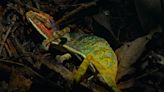 Watch chameleon erupt in color 'as if uttering her last words' in her final moments before death