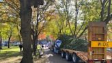 Boston’s official 2023 holiday tree arrives on Boston Common from Nova Scotia