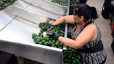 U.S. suspends avocado and mango inspections in Mexico