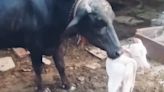 In Rajasthan's Karauli, Black Buffalo Gives Birth To A White Calf - News18