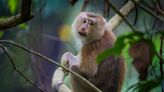 Sen. Cory Booker calls for federal government to investigate monkey farm near Mesa