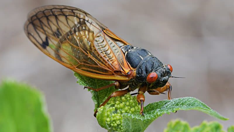 Cicada emergence brings trillions of insects above ground across US