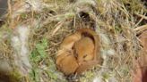 Dormice are declining but current nest surveys don’t tell the real story