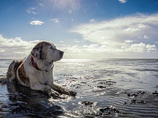 Vacances à la mer : Attention, ne laissez pas votre chien boire (trop) d’eau de mer