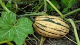 Why are my squash leaves turning yellow? 5 reasons your plants could be showing signs of stress or damage