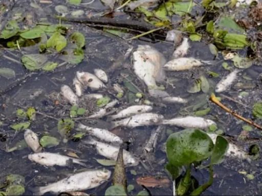 Preocupación en Misiones: aparecieron decenas de peces muertos en la costa de Posadas