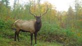 2024 elk hunting season expands to Black River range for first time