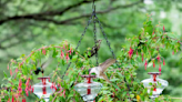 This Hummingbird Feeder and Planter Is the Best Gift for the Birder in Your Life