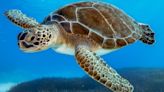 North Carolina wildlife officials want public input on sea turtle conservation plan