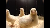 Why do male chicks play more than females? Study finds answers in distant ancestor