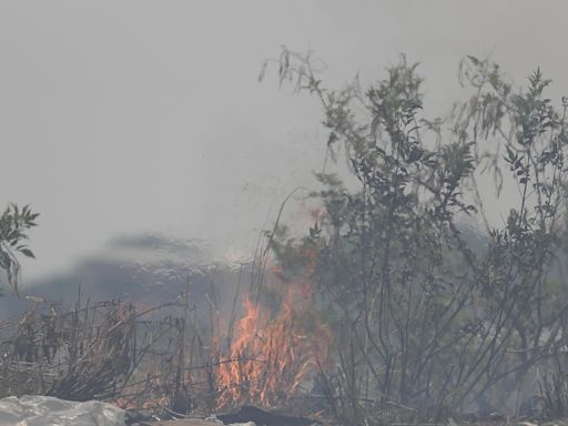 Honduras conmemora 'Día del árbol' entre destrucción de sus bosques y sequías por El Niño