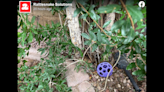 Can you spot the diamondback rattlesnake hiding in this Arizona photo? It’s not easy