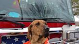 Rescue Pup Named ASPCA's Dog Of The Year For Therapeutic Work At Texas Fire Station