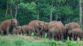 Elephant attack: Locals hold massive protest in Wayanad, call off agitation after government assurance