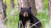 Black bear spotted in Ewing, New Jersey. Here's how to keep your home safe.