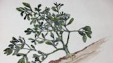 Nature Journal: Winter reveals mistletoe growing in WNC trees