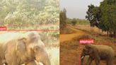 Trap-camera alerts on elephants save lives