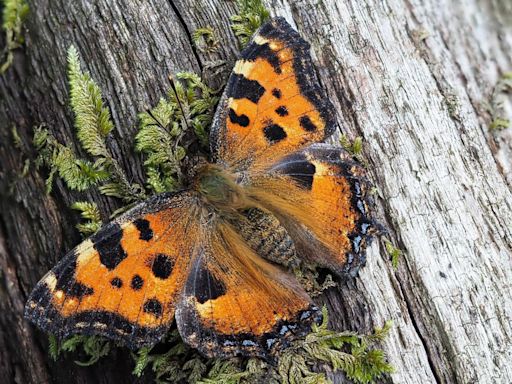 'Extinct' butterfly now breeding in Kent