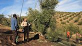 La Diputación rechaza retomar el proyecto del olivar como Patrimonio de la Humanidad
