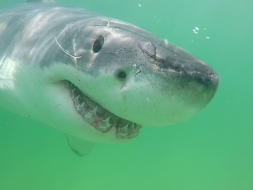 What kinds of sharks live in Massachusetts waters? Here's what to know.