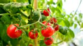 Garden Pros Share the Best Time to Plant Tomatoes—Plus, Tips to Help Them Thrive