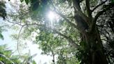 Researchers discover another way tropical forests could suffer due to climate change