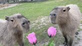 Cape May County zoo sets up male capybara on 'The Bachelor' style dates