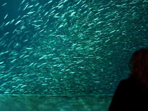 Monterey Bay Aquarium joins Museums for All. Here are more museums that offer free ticket options