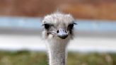 Ostrich dies after swallowing zoo staffer's keys, Kansas zoo says