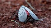 Neal Rubin: We can’t defeat spotted lanternfly that could plague Michigan wine industry