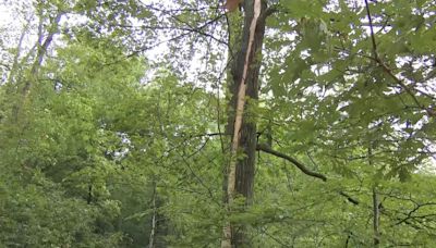 Lightning strike injures at least 3 at Rockland County park