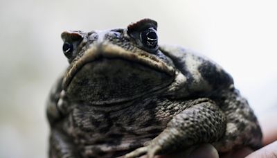 Florida pet owners warned of invasive toad: "highly toxic"