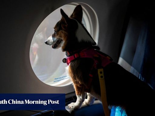 This airline wants all dogs to fly first class