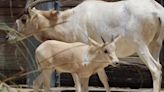 A critically endangered newborn addax now calls Disney's Animal Kingdom home: Watch video