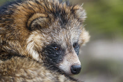 Data suggest SARS-CoV-2 could jump from raccoon dogs to people, but species barrier may interfere