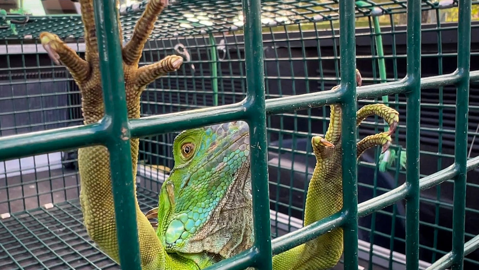 There's an iguana in Jaelan Phillips' toilet. 'You must be evicted, my friend,' said the Dolphin.