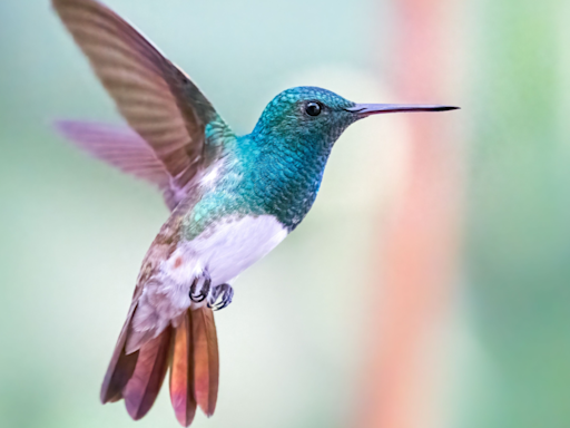 Bird Rehabber Explains How People Are Unknowingly Killing Hummingbirds and It's So Sad