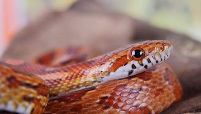 Travel nightmare: Man caught smuggling over 100 live snakes in his pants