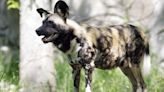 非洲野犬也有「狗狗眼」 可能推翻家犬「為與人類互動」演化說