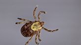 It’s tick season in Colorado: Here’s how to protect yourself and your pets