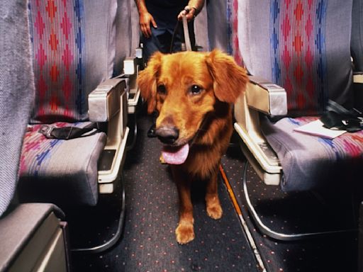 Nueva aerolínea exclusiva para perros y dueños: Cómo es y cuánto cuesta viajar