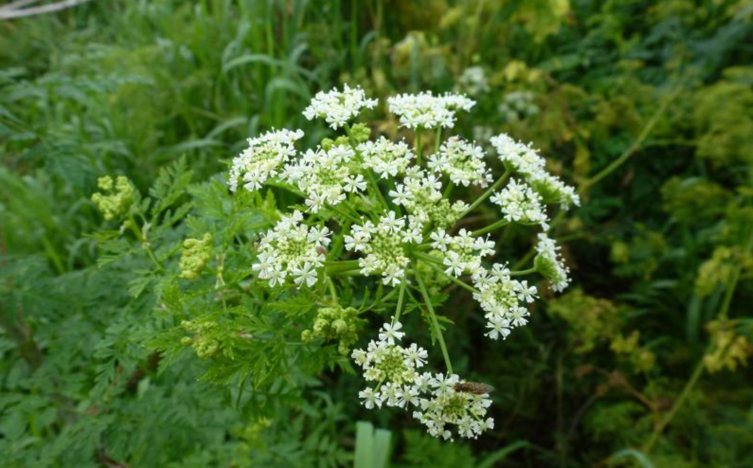 Poison hemlock, wild parsnips are invasive to Ohio. How to spot them, get rid of them